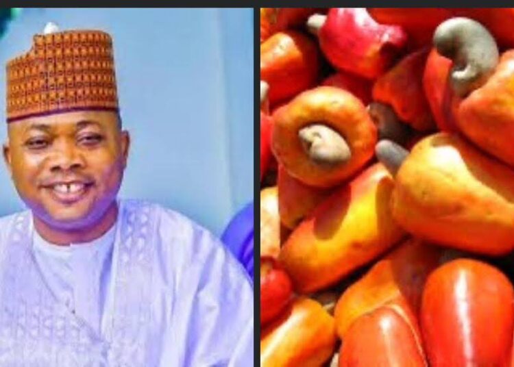 We’re Suffocating—Kogi state Cashew Farmers