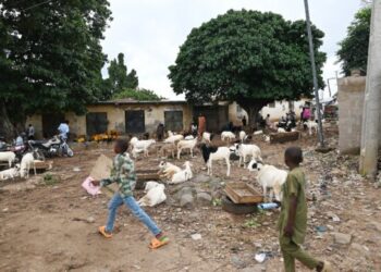 Kogi L-PRES Conducts Census of Livestock Markets for Proposed Rehabilitation