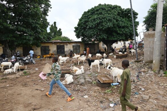 Kogi-L-PRES-Livestock-Market-585x390