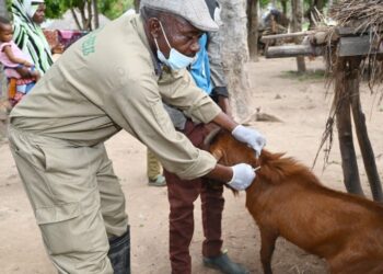 Anthrax Prevention Campaign: L-PRES Vaccinates Over 200,000 Livestocks in Kogi