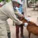 Anthrax Prevention Campaign: L-PRES Vaccinates Over 200,000 Livestocks in Kogi