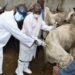 Kogi government to vaccinates domestic animals