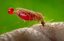 40,678 children affected by malaria, 12 deaths recorded in Kogi 2024- Malaria Consortium