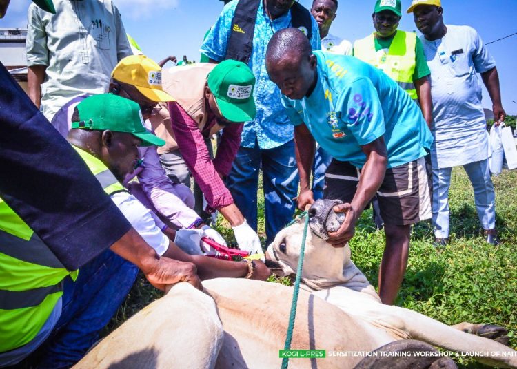 Kogi launches national animal identification, traceability system to enhance livestock productivity