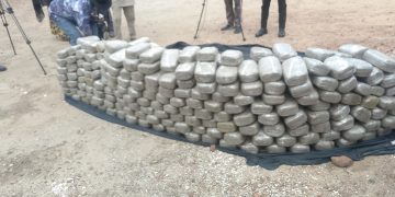 Kogi Police Arrest Two, Recover 339 Wraps of Suspected Indian Hemp in Kabba