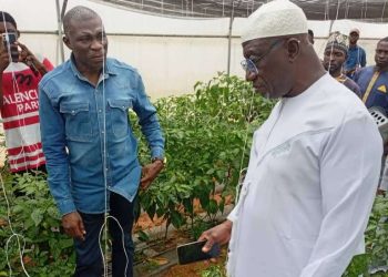 Federal Polytechnic Idah Records First Greenhouse Harvest, Rector Commends Gov. Ododo’s Support