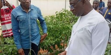 Federal Polytechnic Idah Records First Greenhouse Harvest, Rector Commends Gov. Ododo’s Support
